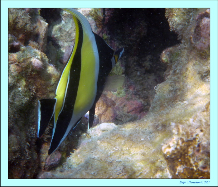 2011 - 03 - Koh Ngai 060